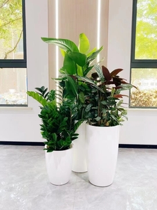 聚焦奉化盆景租赁设计，满足多样空间需求